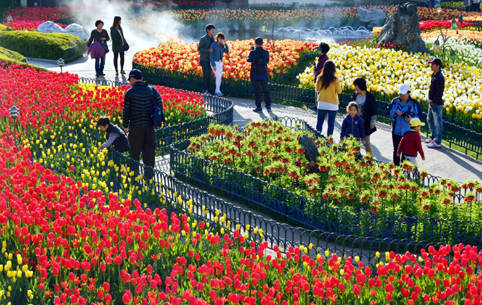 Lễ hội hoa Tulip tại công viên Everland