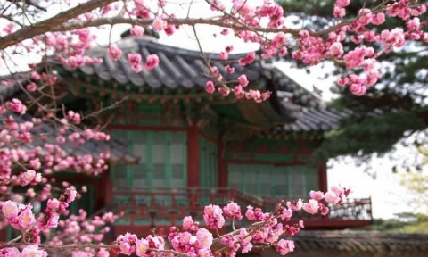 Lễ hội hoa anh đào Hàn Quốc