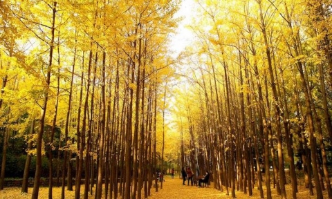 Du lịch Seoul mùa thu