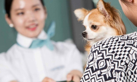 Có được mang thú cưng lên máy bay Korean Air?