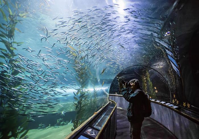 Thủy cung Aquarium of the Bay
