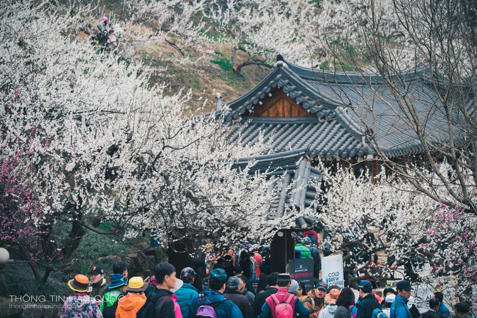 Lễ hội hoa mơ ở tỉnh GwangYang