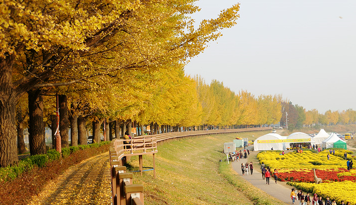 Asan-Gingko-Tree-Road